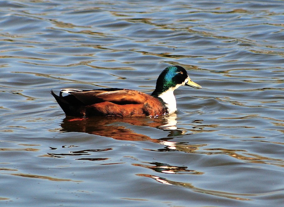 Anatidae non identificato